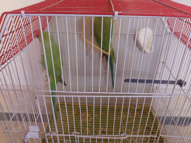 Sun conure/ringneck pair/ love bird 17