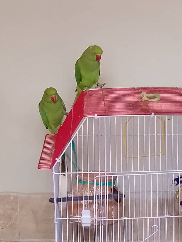 Sun conure/ringneck pair/ love bird 18