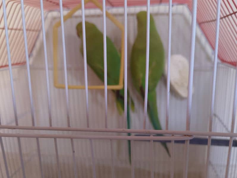 Sun conure/ringneck pair/ love bird 19