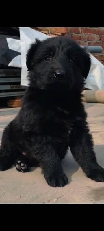 Shepherd Pup 1