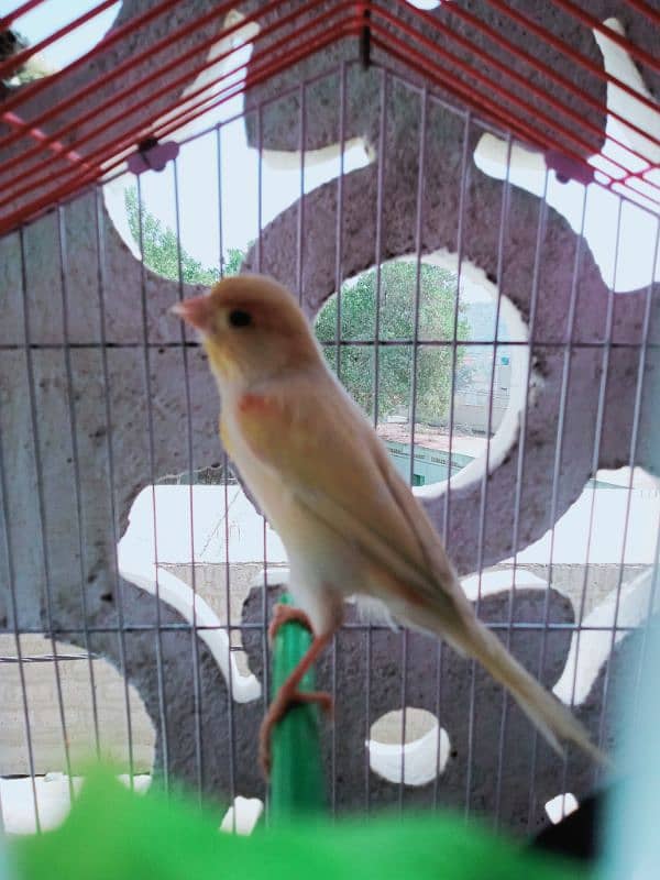 canary male singing 4