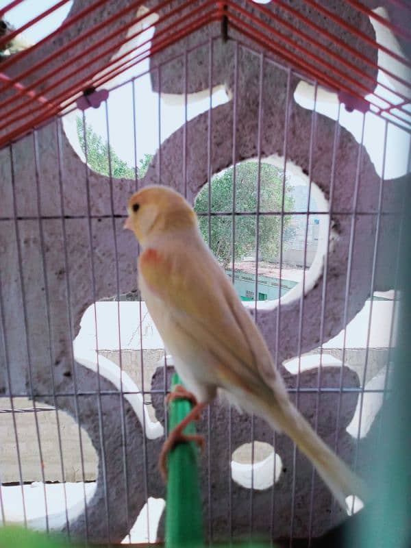 canary male singing 5