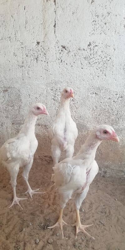 heera aseel patty pattia for sale 0