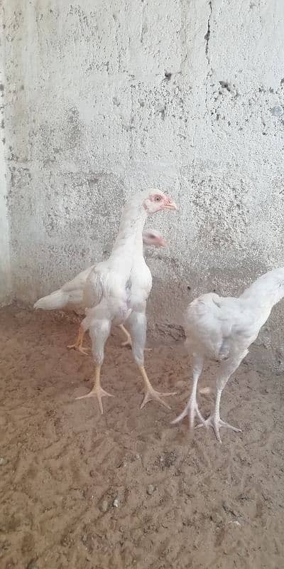 heera aseel patty pattia for sale 1