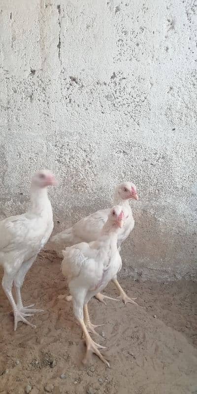 heera aseel patty pattia for sale 2