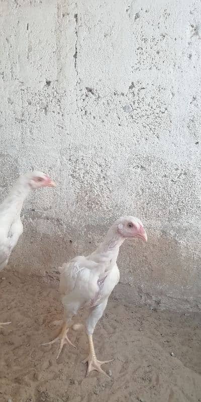 heera aseel patty pattia for sale 3