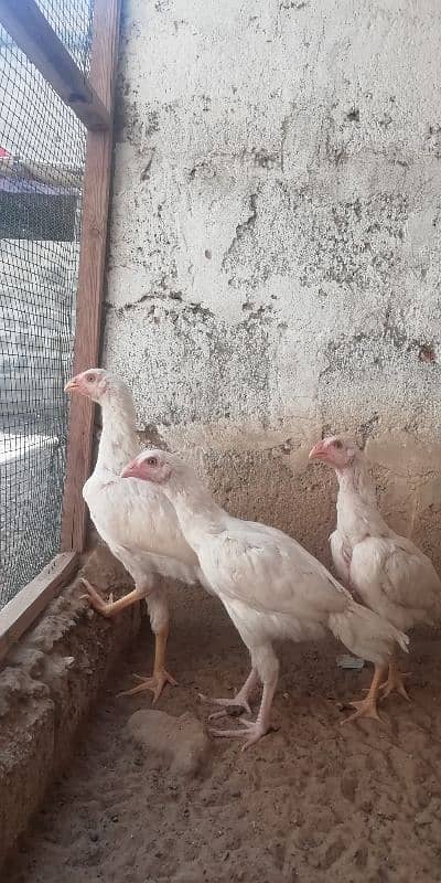 heera aseel patty pattia for sale 5