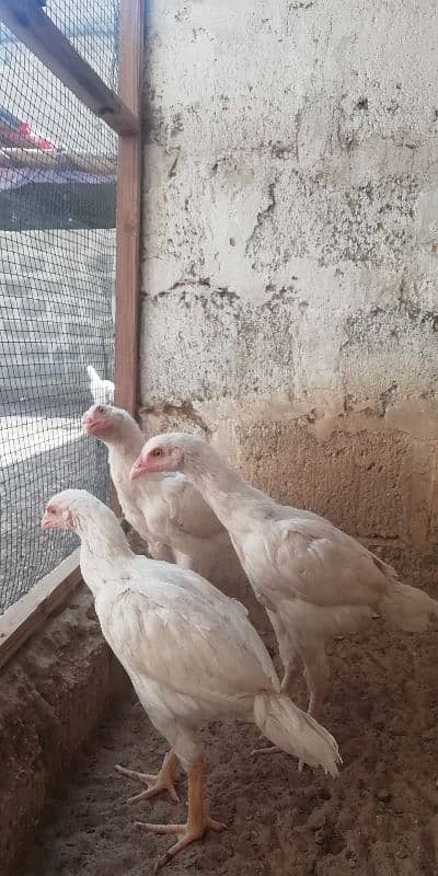 heera aseel patty pattia for sale 7