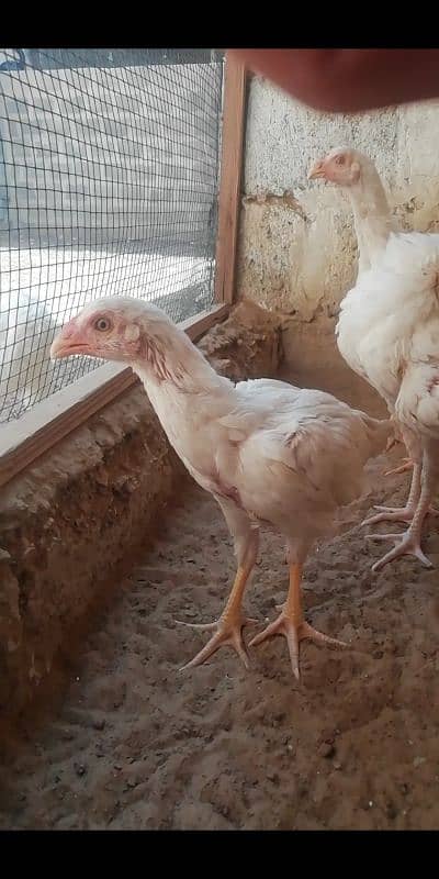 heera aseel patty pattia for sale 8