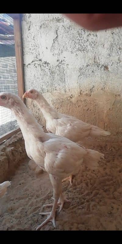 heera aseel patty pattia for sale 10