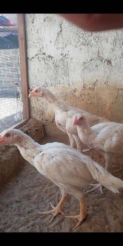 heera aseel patty pattia for sale 11