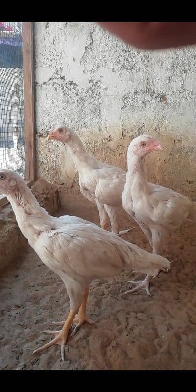 heera aseel patty pattia for sale 12