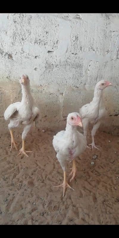 heera aseel patty pattia for sale 13