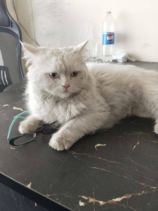 Persian male cat 4