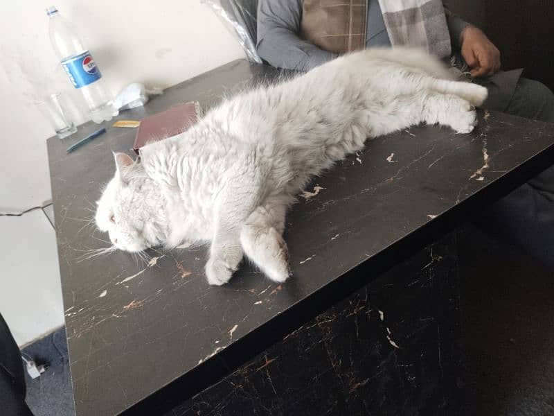 Persian male cat 6