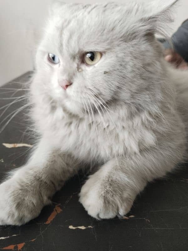 Persian male cat 7