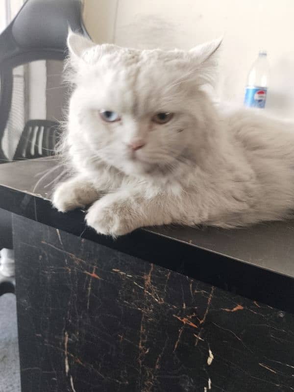 Persian male cat 8