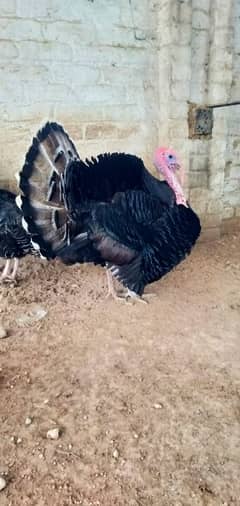 Black Turkey Bird