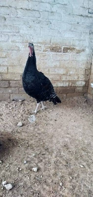 Black Turkey Bird 1