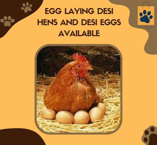 Lomenbrowen Golden Egg end misri eggs 1