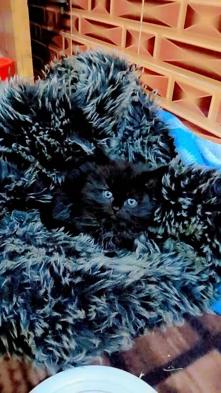 Persian triple coated punch face kittens 15