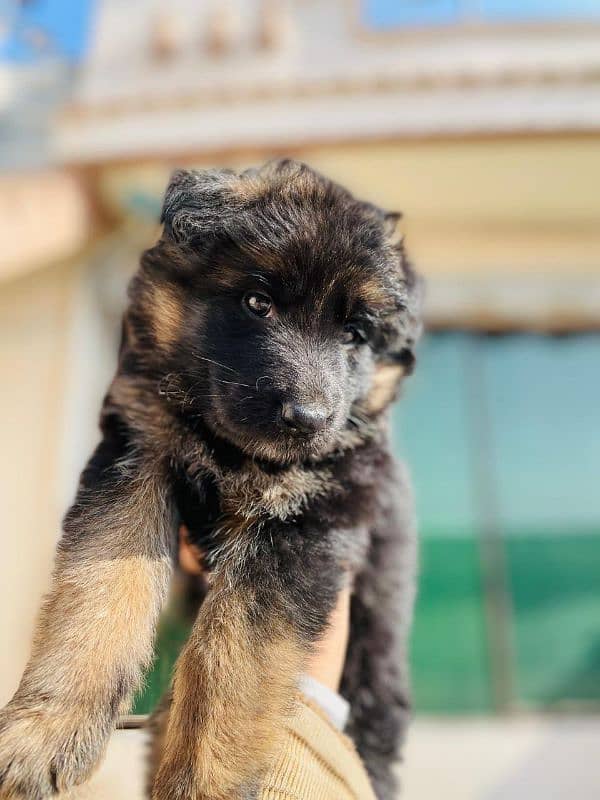 german shepherd puppy 0