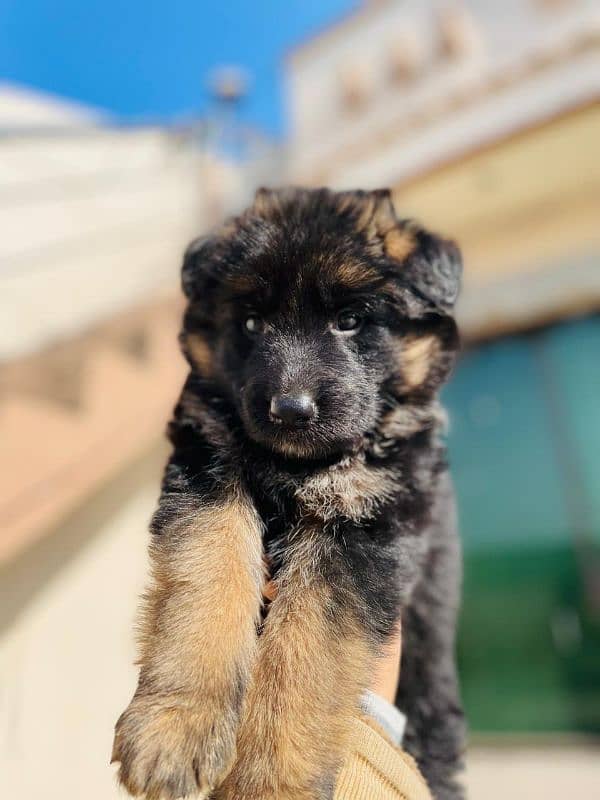 german shepherd puppy 1