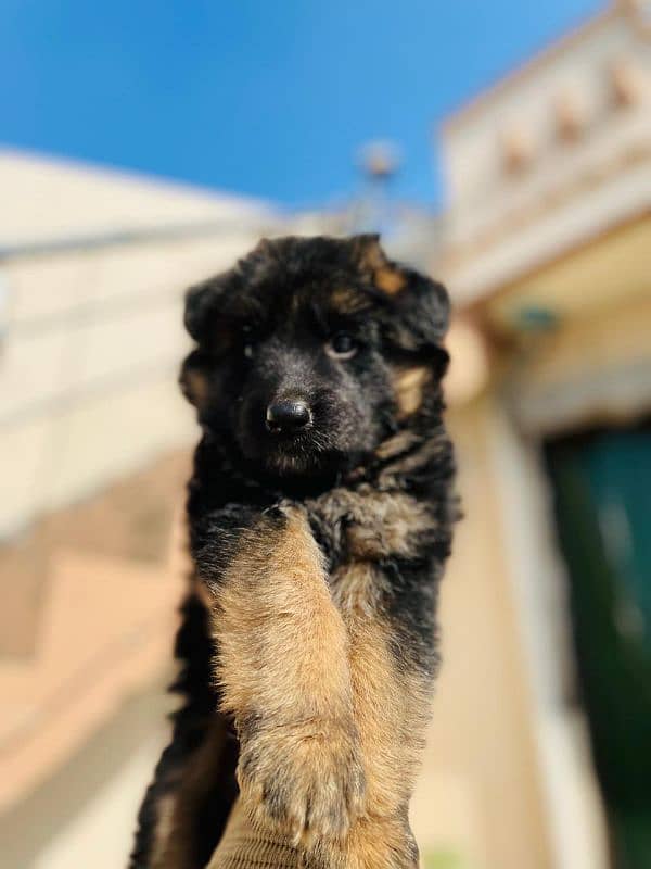 german shepherd puppy 2