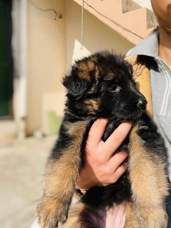 german shepherd puppy 3