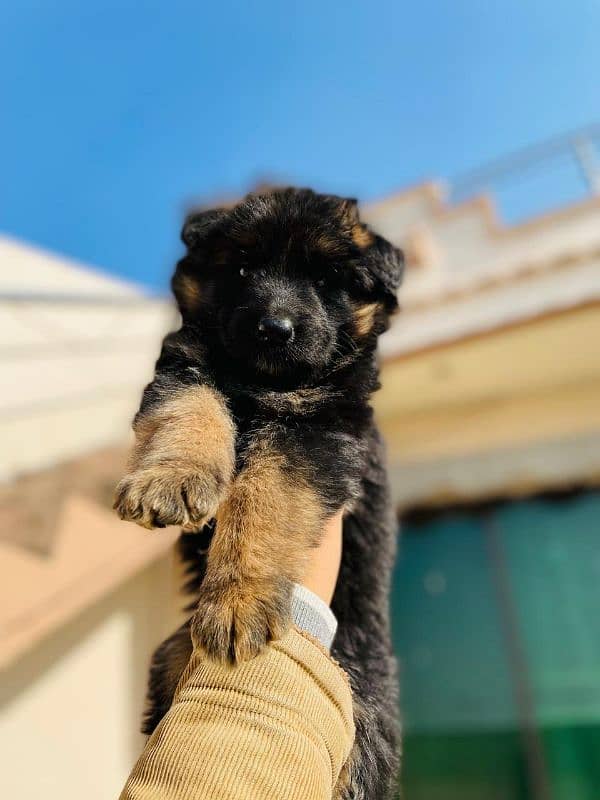 german shepherd puppy 5