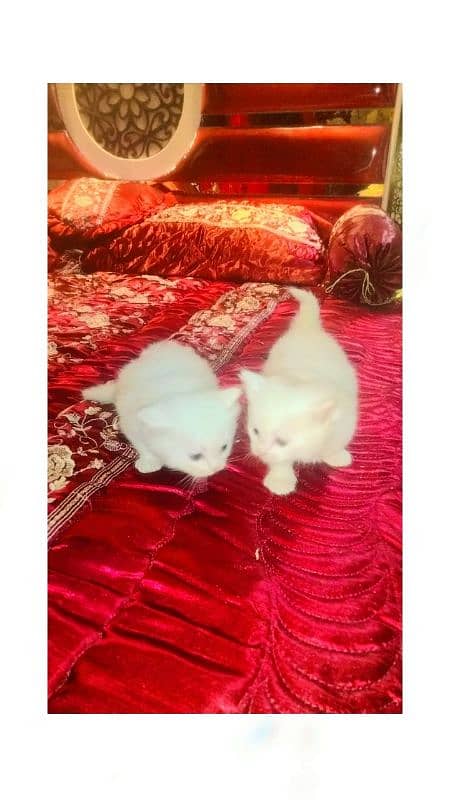 persian kitten pair 0