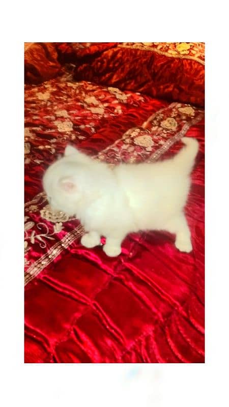 persian kitten pair 3