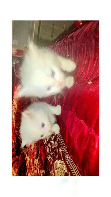 persian kitten pair 5