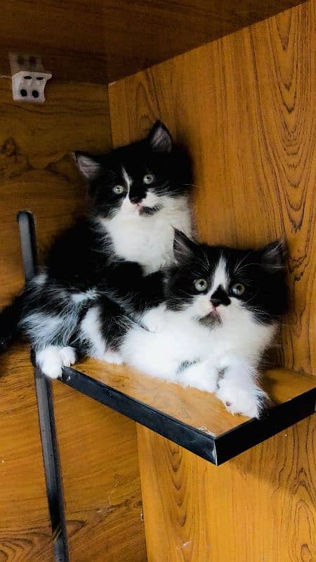 Persian triple coated punch face kittens 11