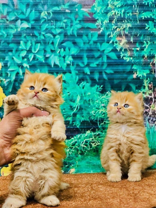 Persian triple coated punch face kittens 12