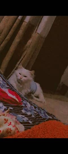 urgent for sell 3 coated Persian cat white color blue eyes age 8 month