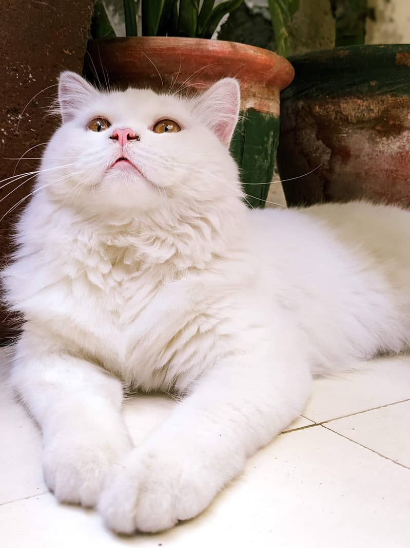 Beautiful persian male cat 0