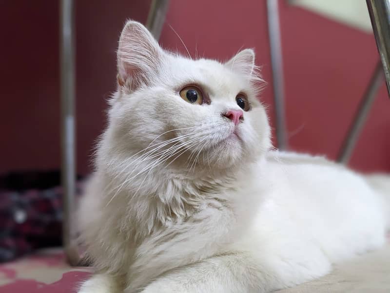 Beautiful persian male cat 1