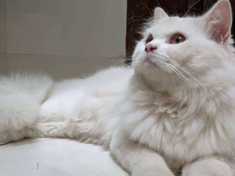 Beautiful persian male cat 2