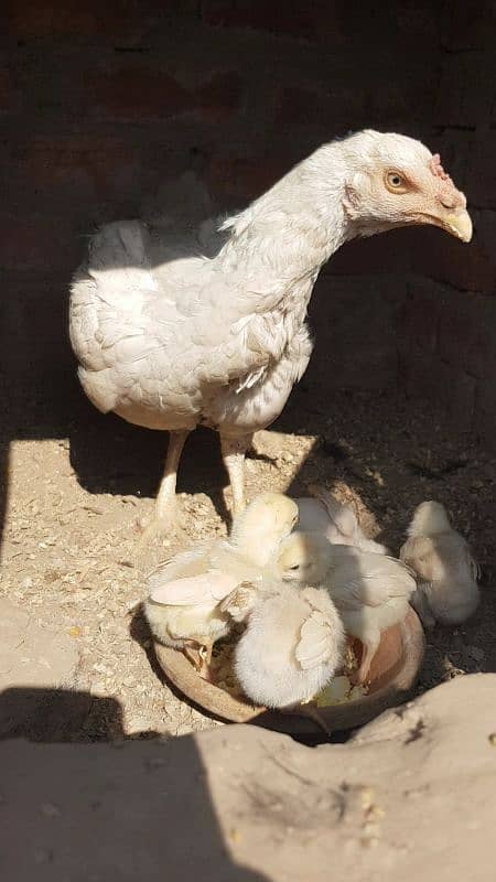 heera paper white aseel chicks 3