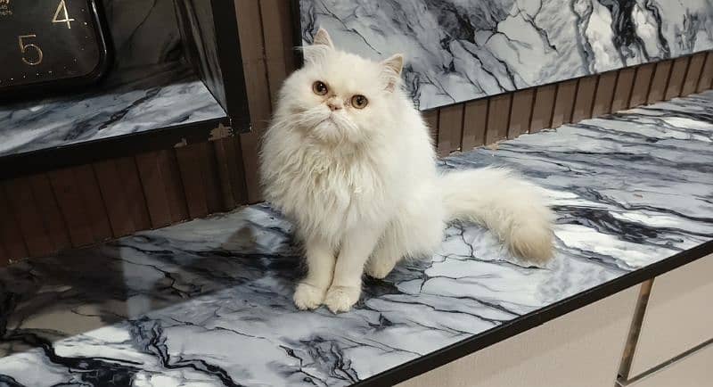 punch face Persian 1