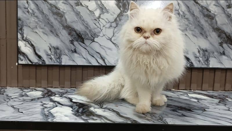 punch face Persian 2