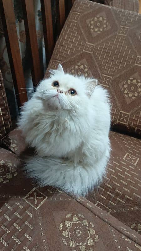 punch face Persian 5