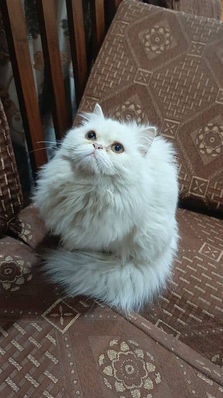 punch face Persian 6