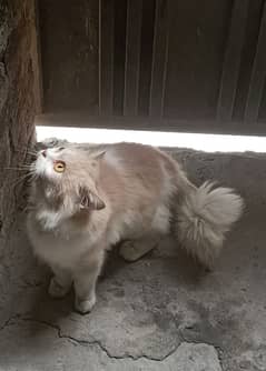 persian cat