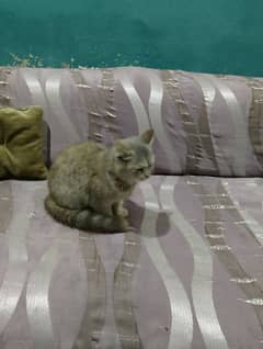 Person female Cat 06 month age. . double coded hairs. . . brown color.