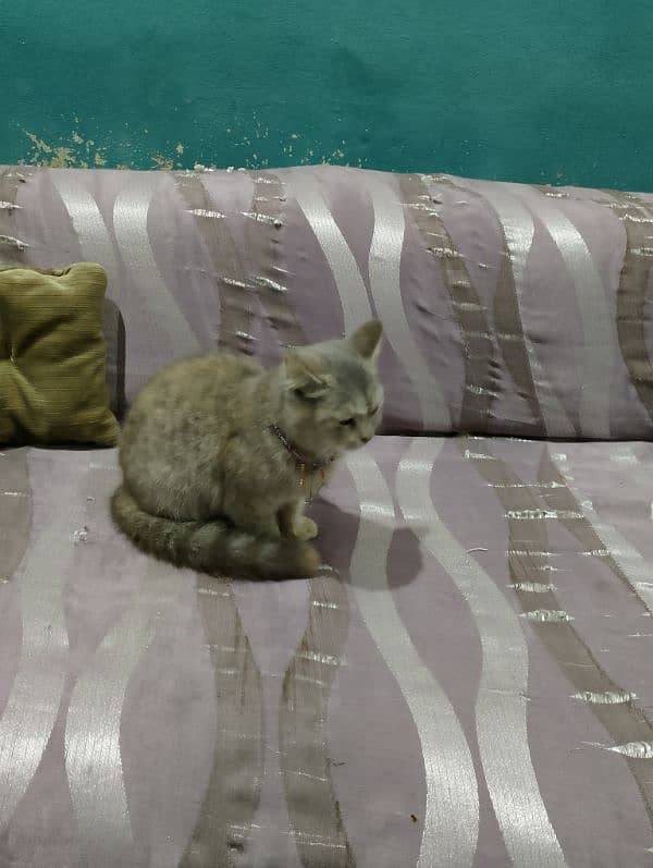 Person female Cat 06 month age. . double coded hairs. . . brown color. 0