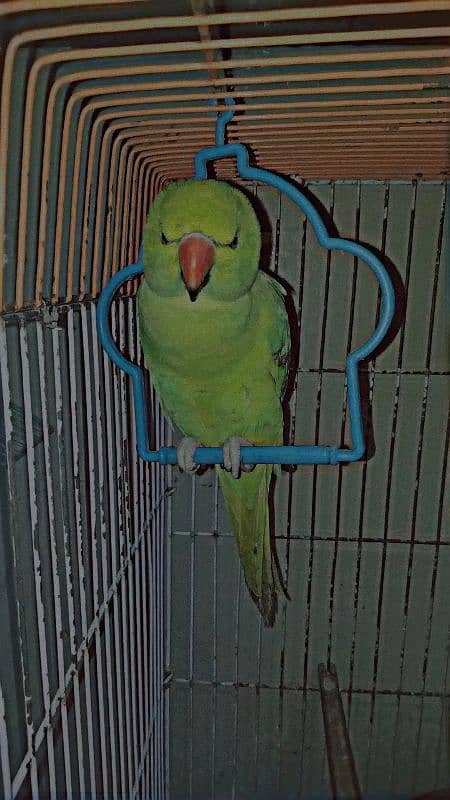 location sheikhupura Jahangirabad bird Markit ke pas hand tame male 1