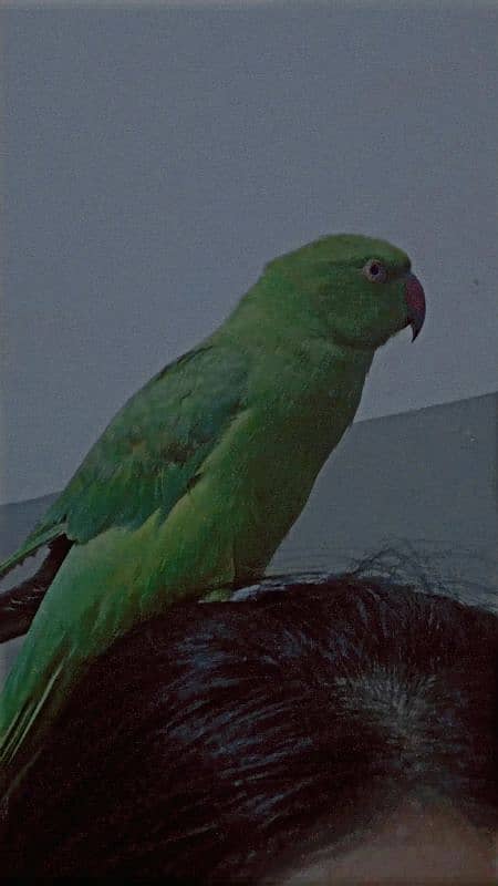 location sheikhupura Jahangirabad bird Markit ke pas hand tame male 6