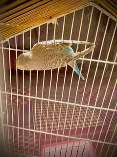 best king size budgie with ready to breed